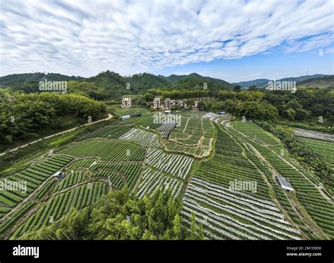 常州奔牛是哪個區？地域特色與發展探討