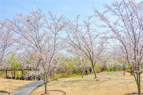 如何到顧村公園？公園內的花園設計堪稱一絕，不僅僅是賞花的好去處，更是親近自然、感受生態美景的極佳場所。